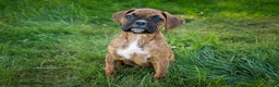 Boxer dogs for sale: Gemma - Ad 3