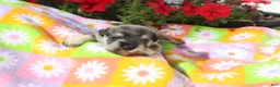 Miniature Schnauzer dogs for sale: landon - Ad 1