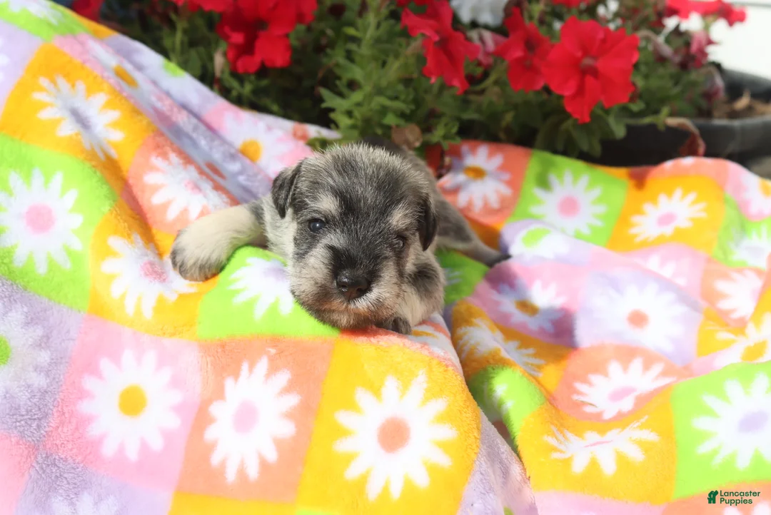 Miniature Schnauzer dogs for sale: landon - Ad 1