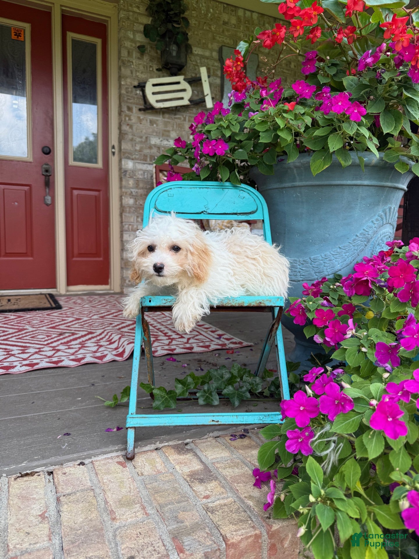 Cavapoo dogs Lex - Ad 13