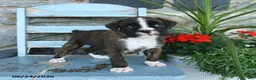 Boxer dogs for sale: Bella   - Ad 4
