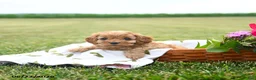 Cavapoo dogs for sale: Wiggles - Ad 3