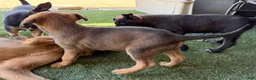 German Shepherd dogs for sale: German Shepherd Puppy 4 - Ad 5