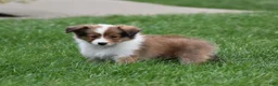 Shetland Sheepdog dogs for sale: Banks - Ad 3