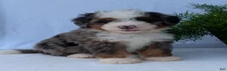 Mini Bernedoodle dogs for sale: Mini Louie  - Ad 11