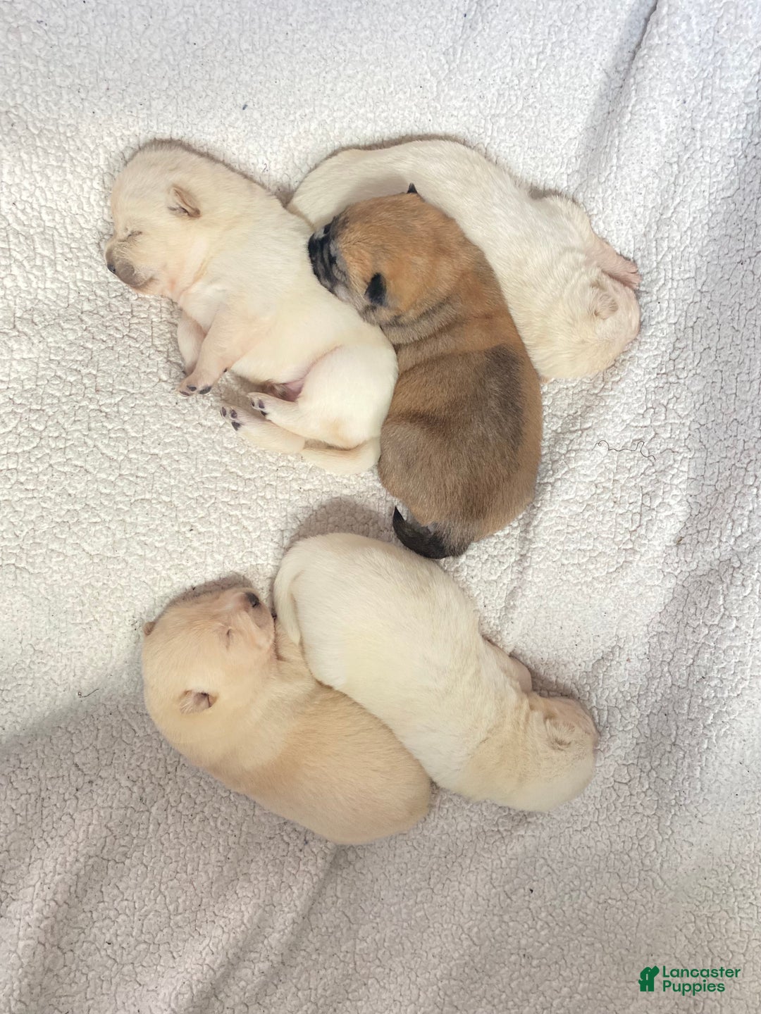 Mixed Breed dogs for sale: Chowski boy  - Ad 5