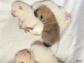 Mixed Breed dogs - Ad 11