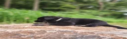 German Shepherd dogs for sale: German Shepherd 1 Timba - Ad 4