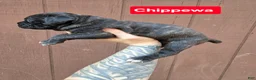 Cane Corso dogs for sale: Chippewa  - Ad 1