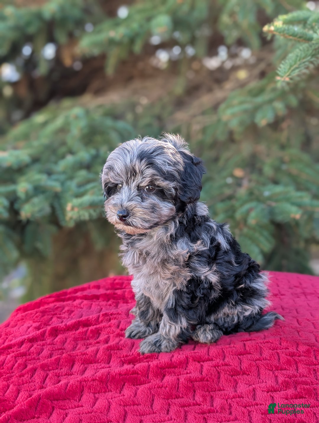 Shihpoo dogs for sale: Whiskey  - Ad 5