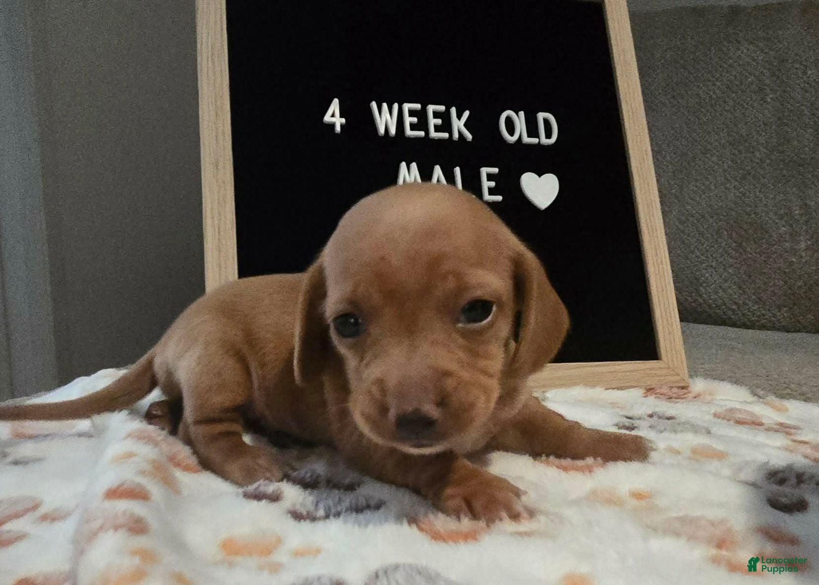 Miniature Dachshund dogs for sale: Miniature Dachshund 4 - Ad 3