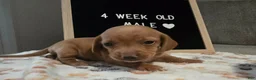 Miniature Dachshund dogs for sale: Miniature Dachshund 4 - Ad 1