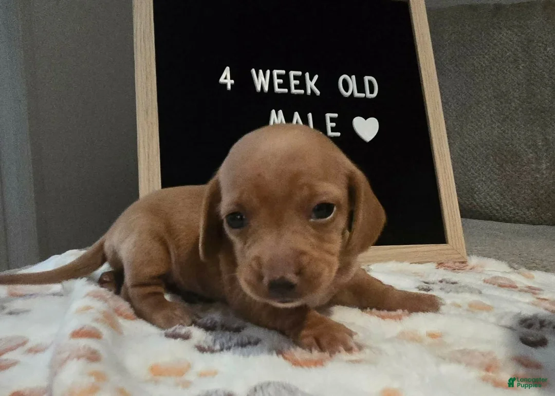 Miniature Dachshund dogs for sale: Miniature Dachshund 4 - Ad 1