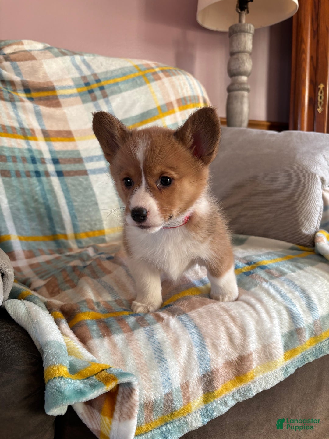 Welsh Corgi Pembroke dogs for sale: Welsh Corgi Pembroke Puppy 3 - Ad 5