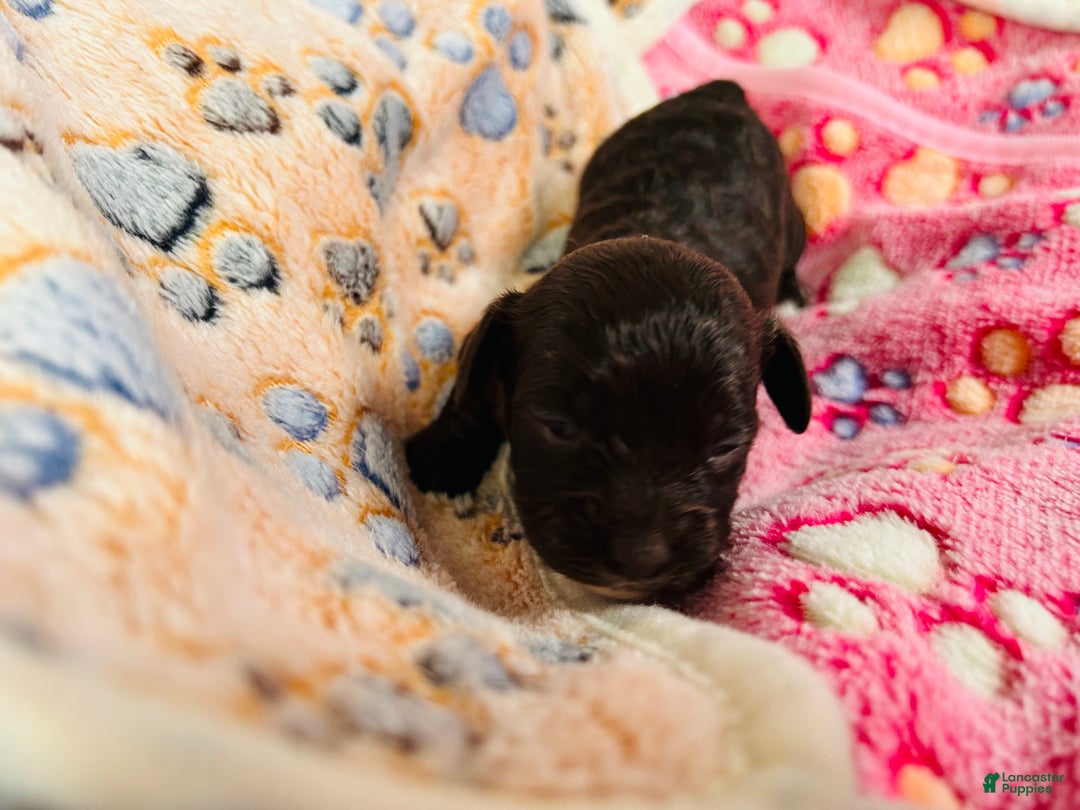 Cavapoo dogs for sale: Cavapoo Puppy 3 - Ad 5