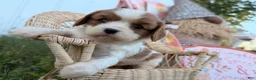 Cavalier King Charles Spaniel dogs for sale: Pickles - Ad 1