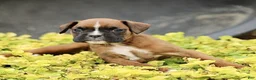 Boxer dogs for sale: Tilly  - Ad 1