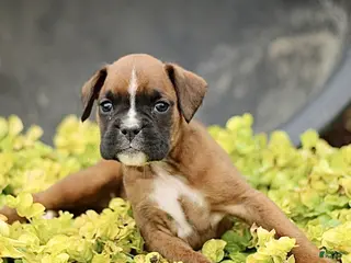 Boxer dogs for sale: Tilly - Ad 4