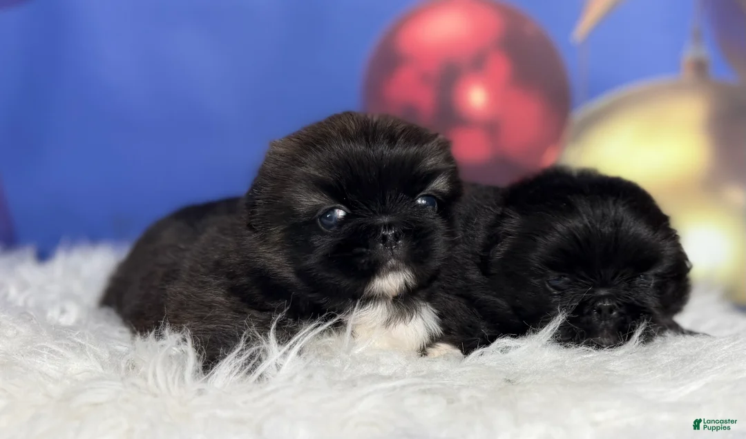 Pekingese dogs for sale: AKC DNA OFA Pablo - Ad 16