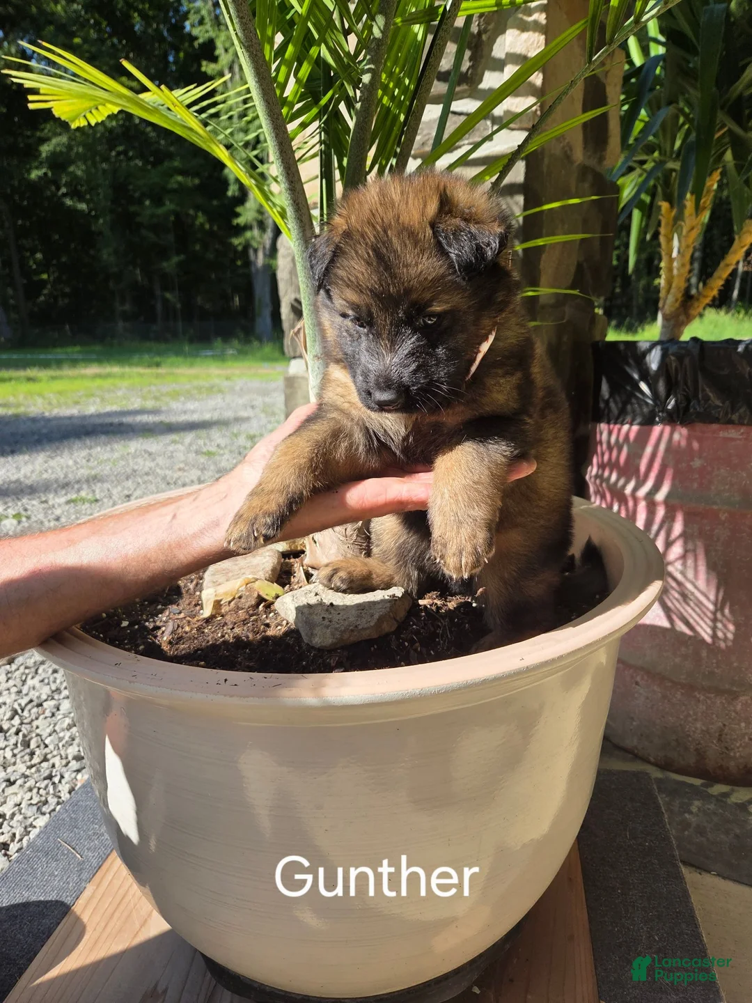 German Shepherd dogs for sale: GUNTHER - Ad 4