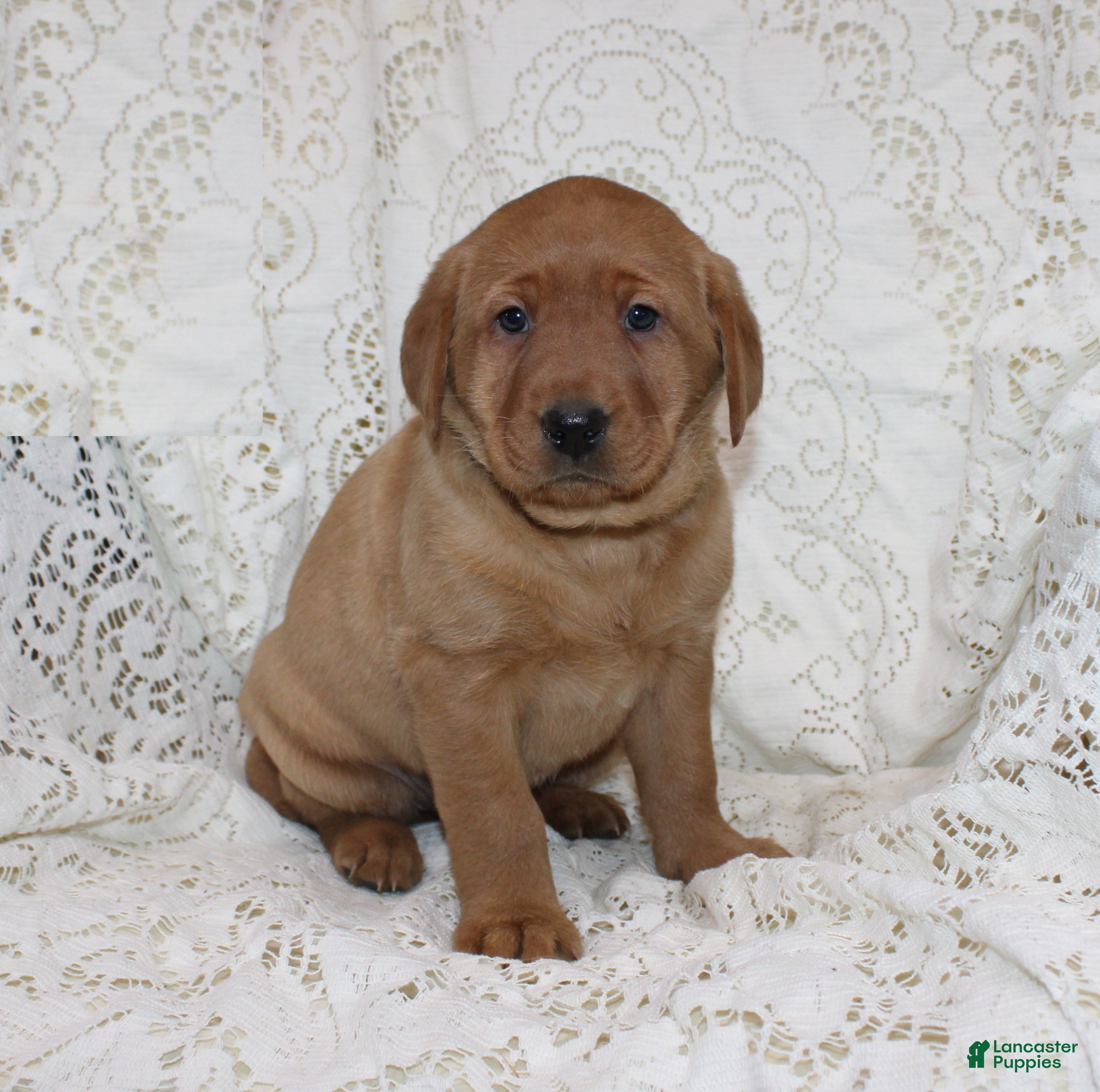 Labrador Retriever dogs River - Ad 1