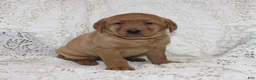 Labrador Retriever dogs for sale: River - Ad 1