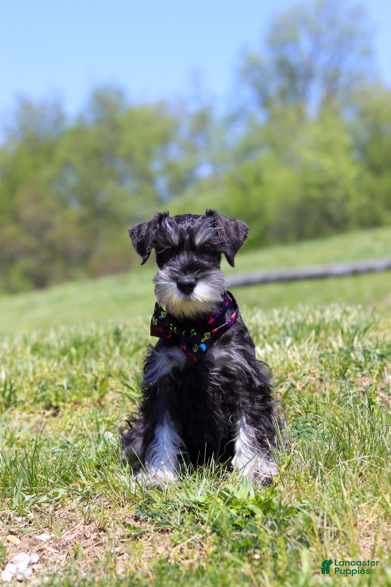 Miniature Schnauzer dogs James - Ad 2