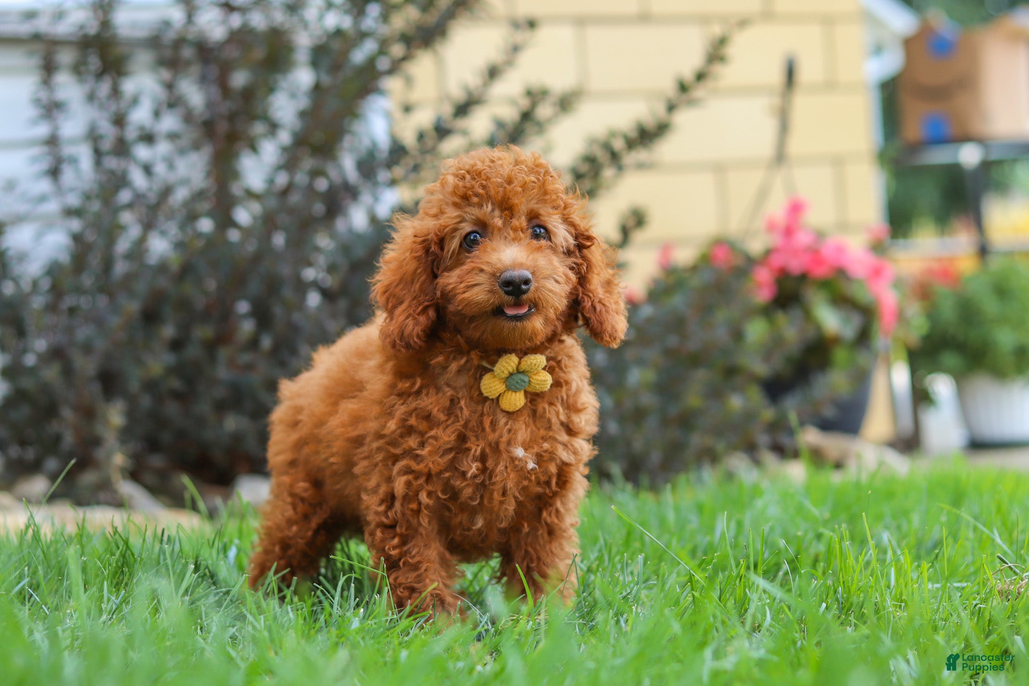 Miniature Poodle dogs Blake - Ad 1