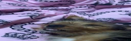 Yorkshire Terrier dogs for sale: Yorkshire Terrier 1 - Ad 3
