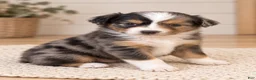 Toy Australian Shepherd dogs for sale: Ella - Ad 1