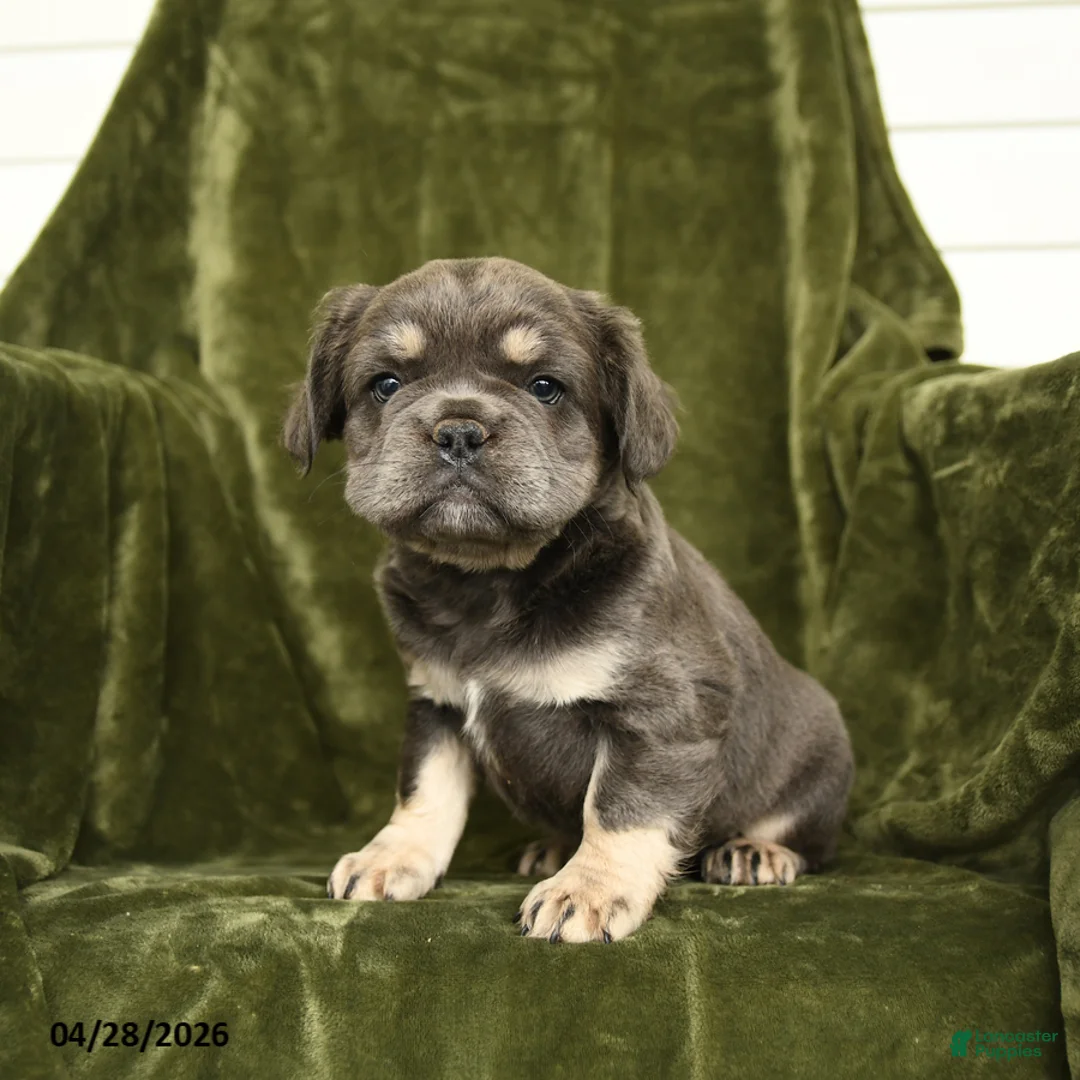 French Bulldog dogs for sale: Hetty - Ad 1