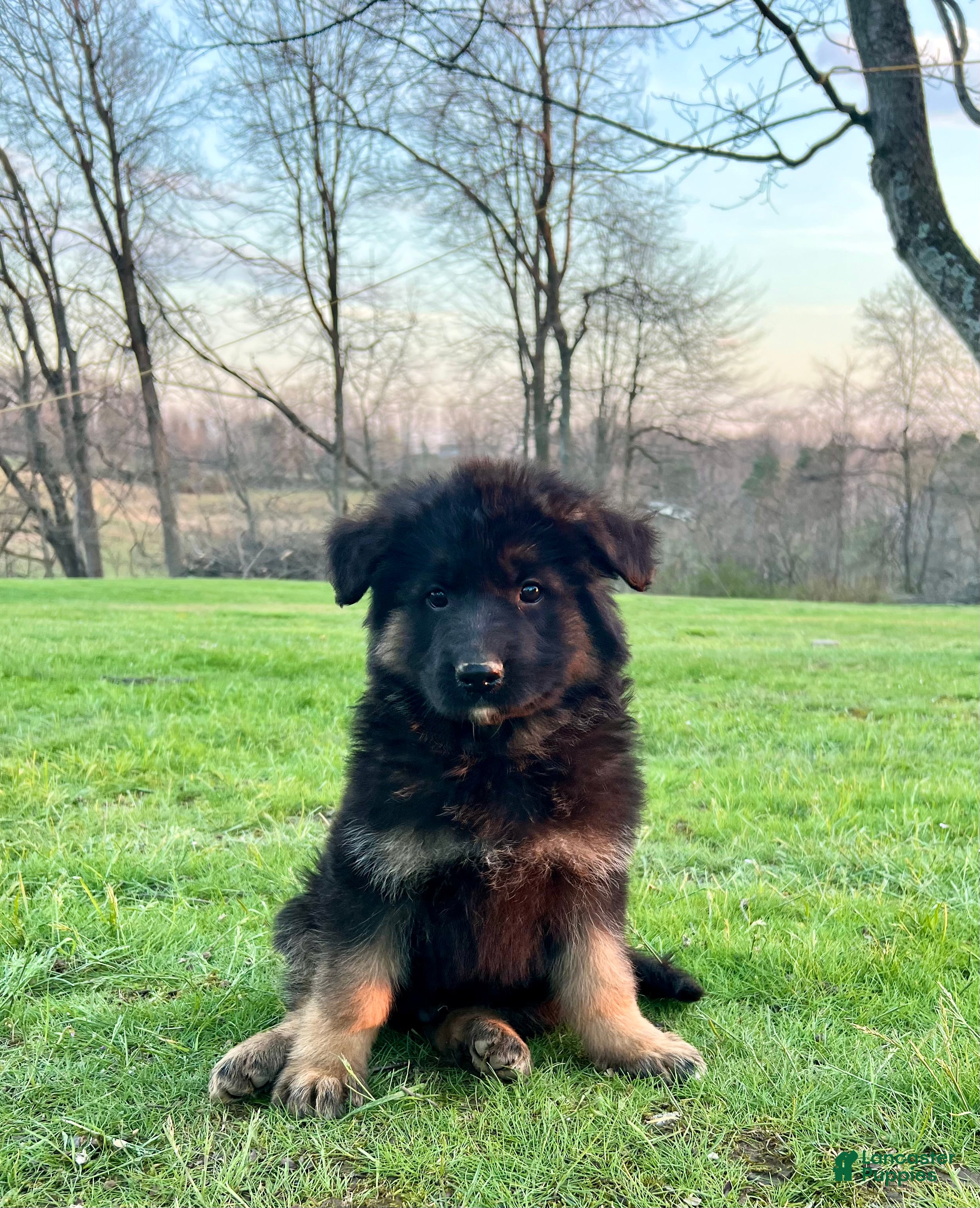 German Shepherd dogs Ruger - Ad 2