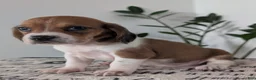 Mixed Breed dogs for sale: Lilly - Ad 7