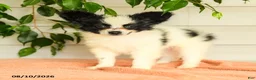 Papillon dogs for sale: Ralph - Ad 3