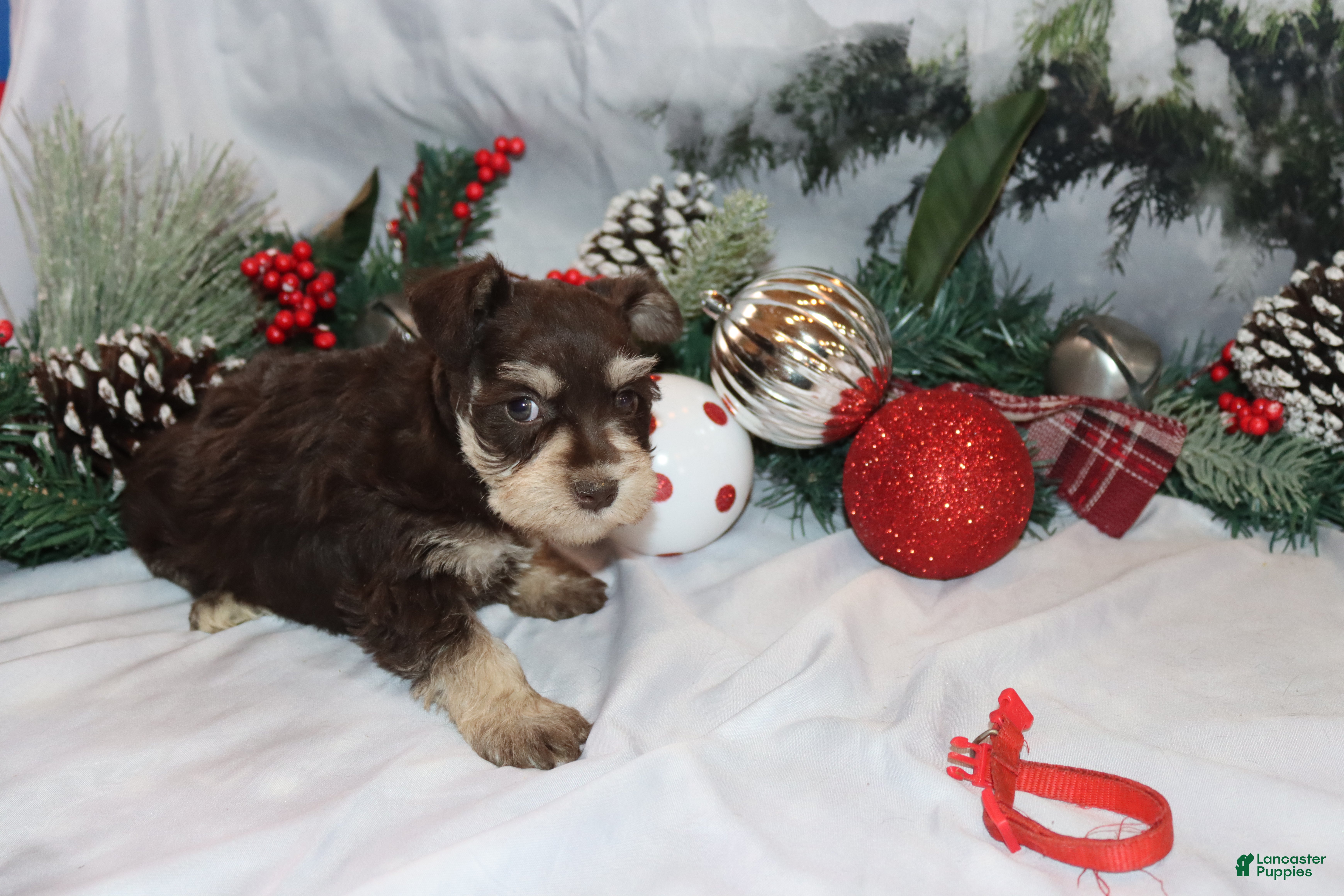 Miniature Schnauzer dogs sadie - Ad 35