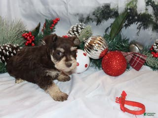 Miniature Schnauzer dogs sadie - Ad 35