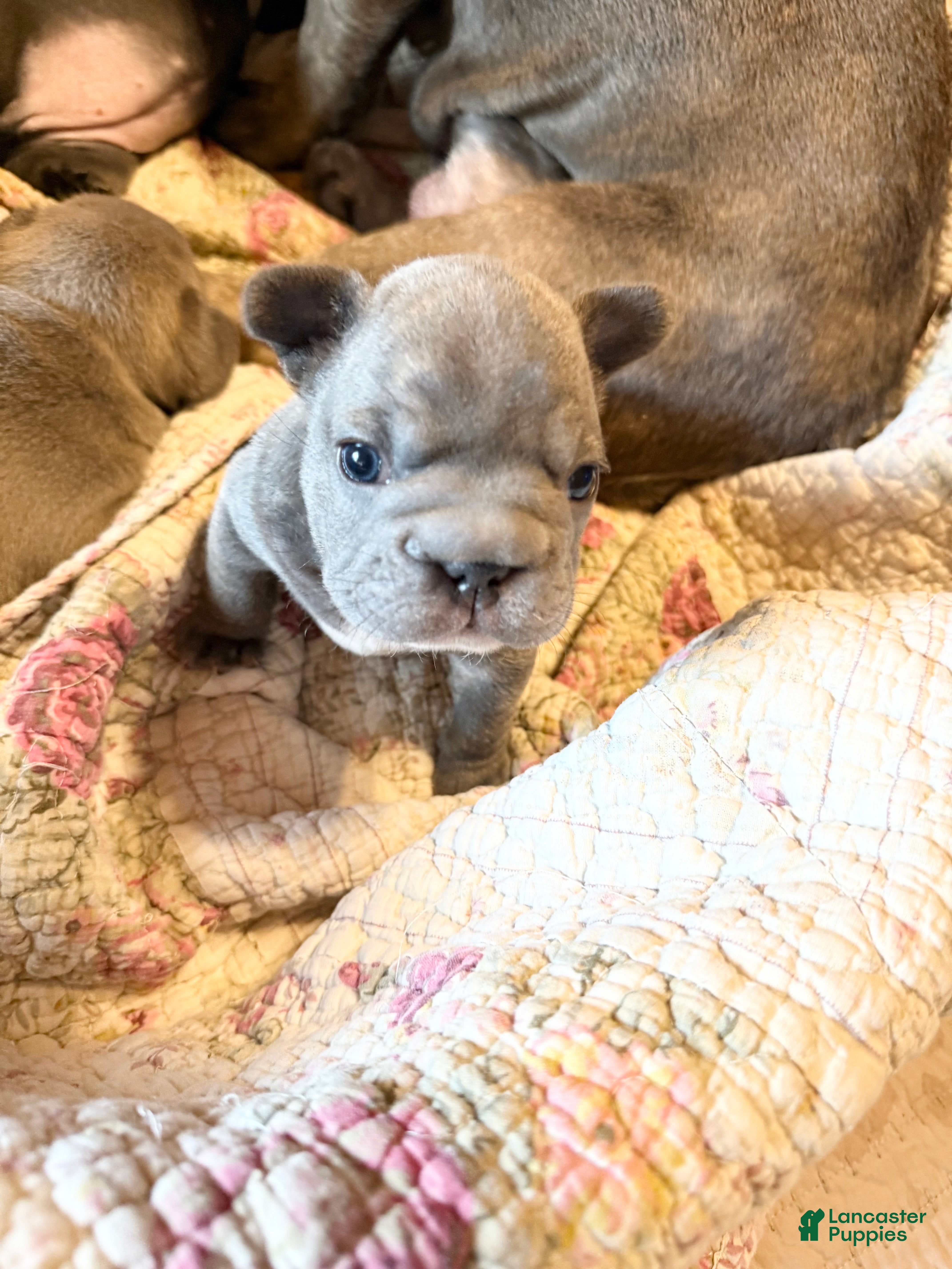 French Bulldog dogs French Bulldog 1 - Ad 30