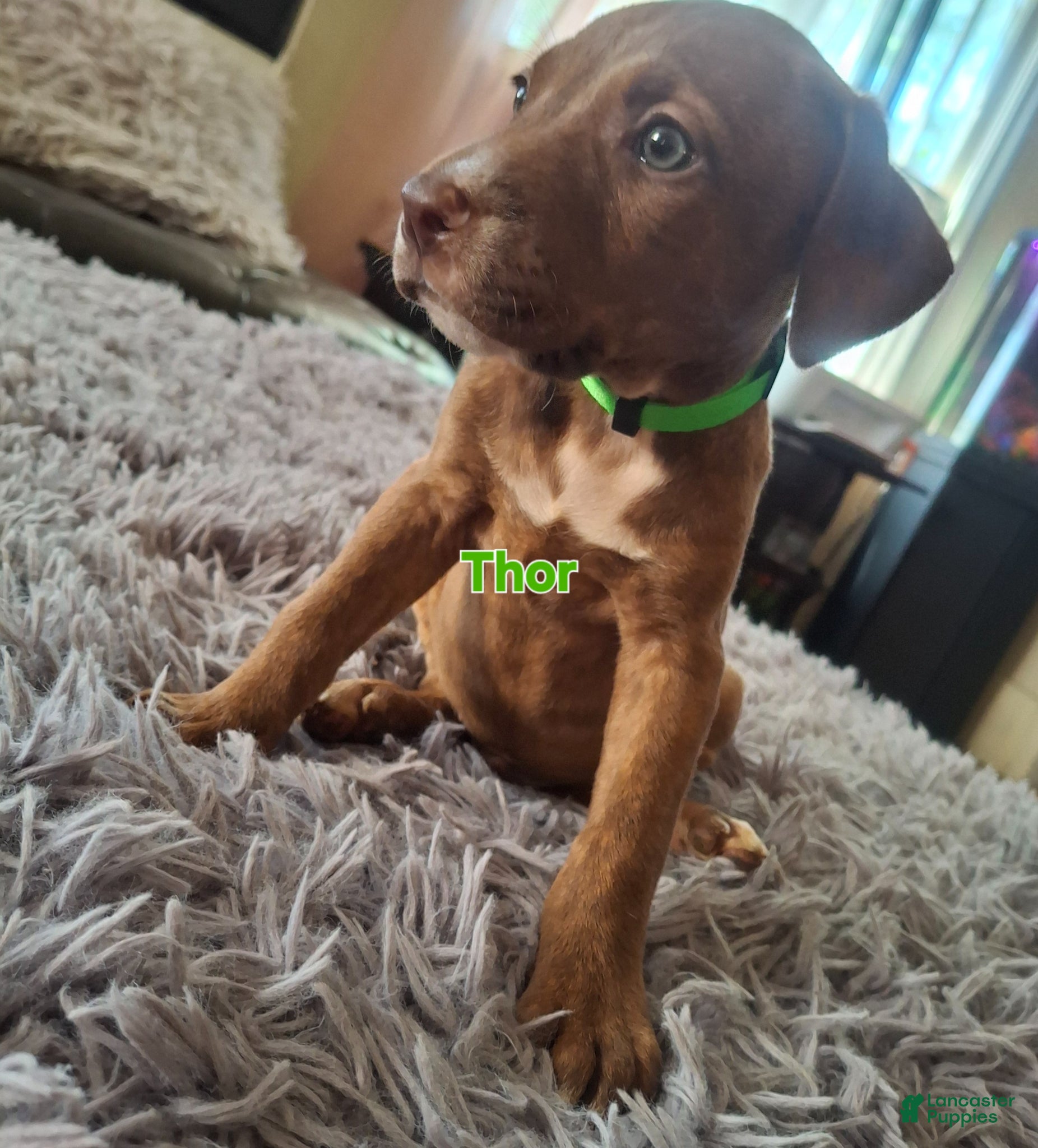 Mixed Breed dogs Mixed Breed Puppy 3 - Ad 11