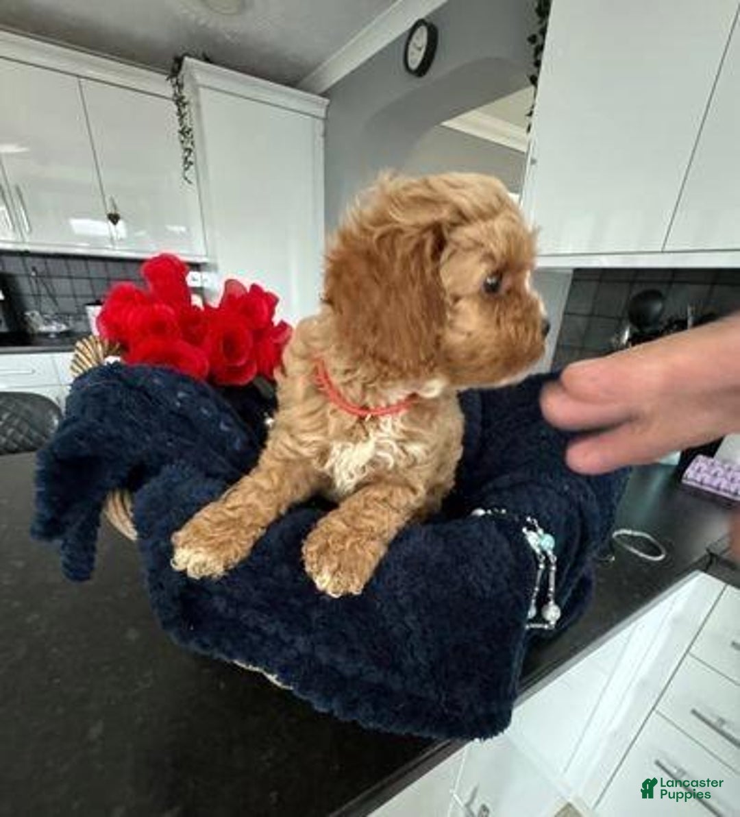 Cavapoo dogs for sale: Jordan - Ad 5