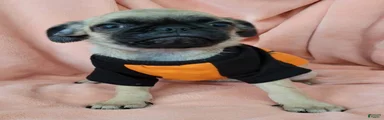 Pug 1 LIL GIMMY