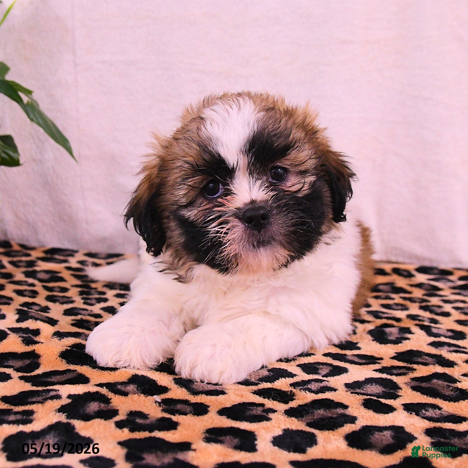 Shih Tzu dogs Jesse - Ad 1
