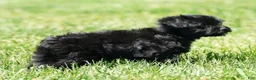 Yorkiepoo dogs for sale: Remy - Ad 7