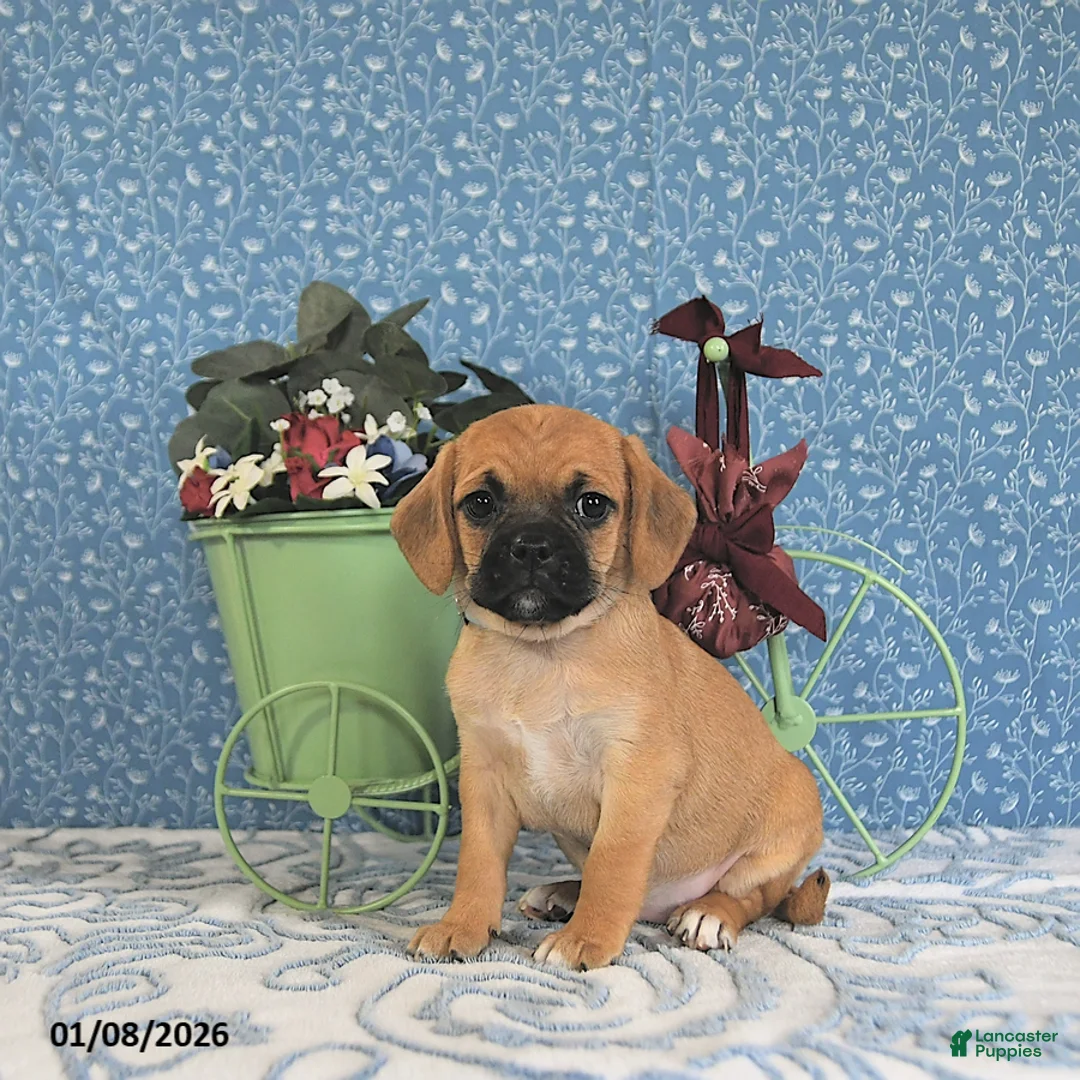 Puggle dogs for sale: Karmel - Ad 7
