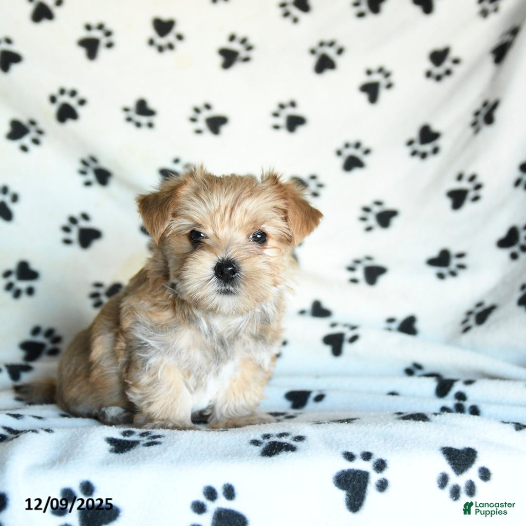 Morkie dogs for sale: Larry - Ad 2
