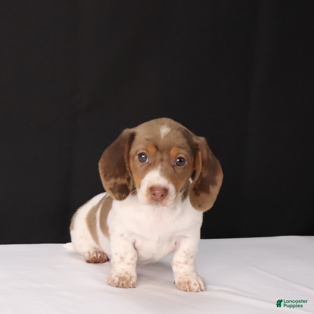 Dachshund dogs for sale: Kenzie - Ad 5