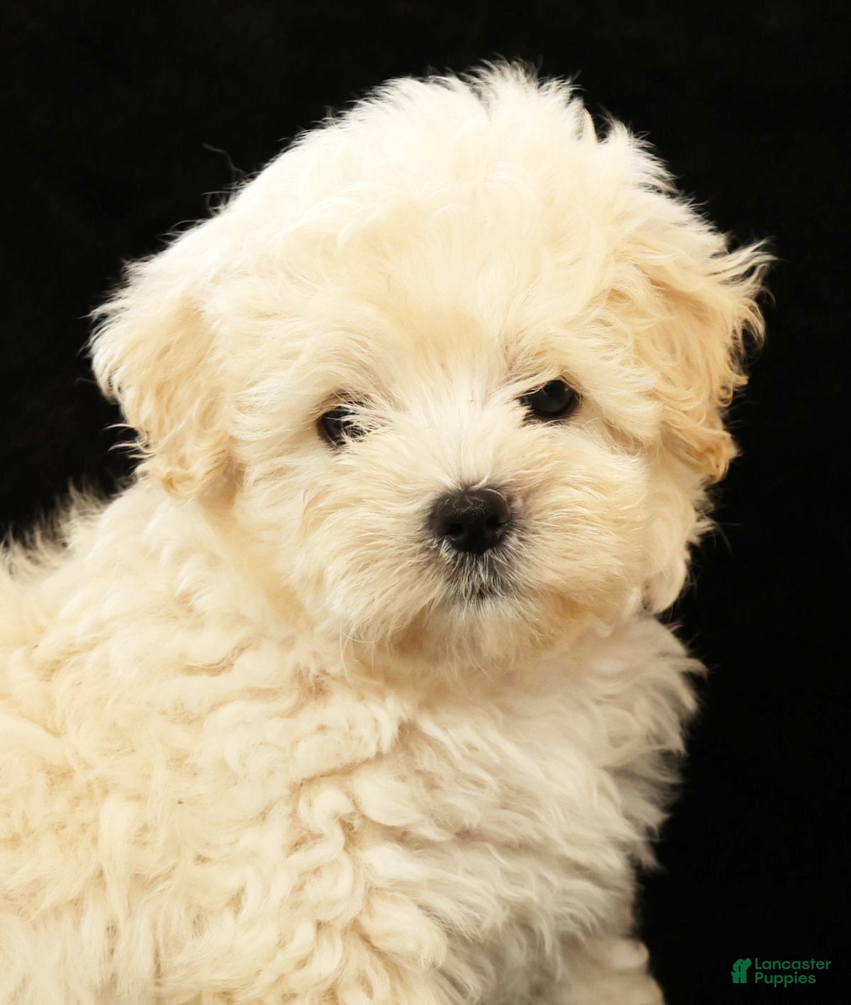 Maltipoo dogs Bella - Ad 2