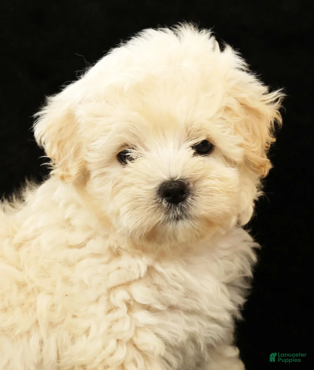 Maltipoo dogs for sale: Bella - Ad 2