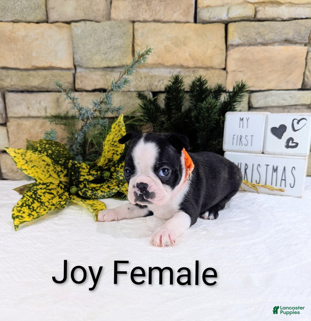 Boston Terrier dogs for sale: JOY, Boston Terrier, available for Christmas  - Ad 4