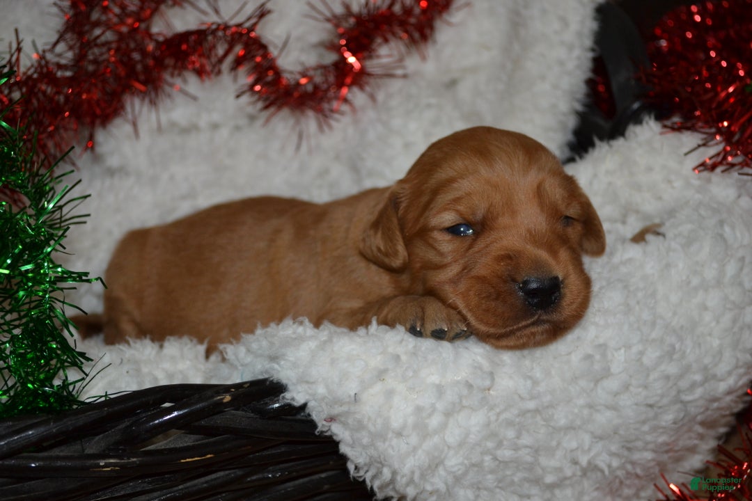 Golden Retriever dogs for sale: Scarlett - Ad 2