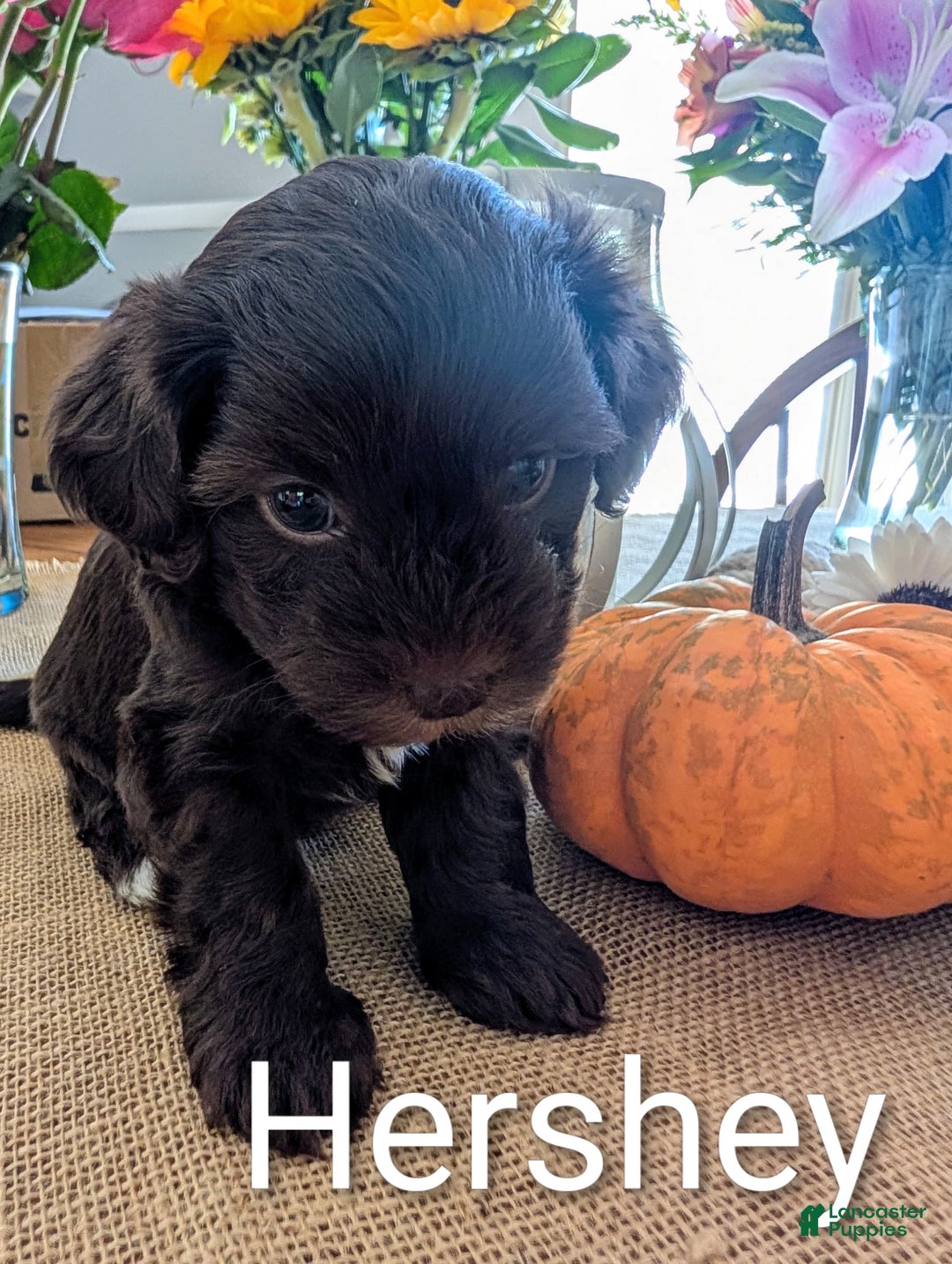 Yorkiepoo dogs for sale: Hershey - Ad 2